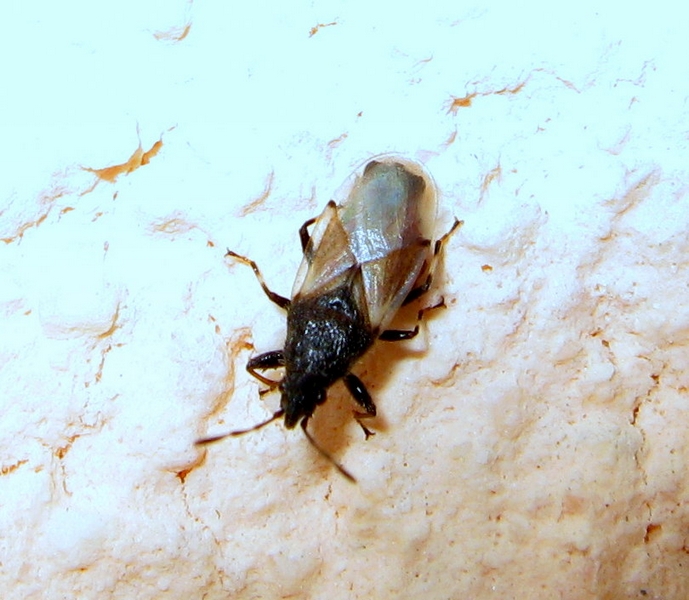 Lygaeidae: Oxycarenus hyalinipennis del Veneto (TV)